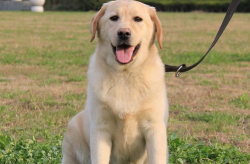 纯种拉布拉多犬价格,品质与价值的完美平衡
