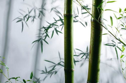 竹子的诗句,诗意盎然的竹子文化解读