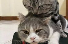 娱乐吃瓜猫捉鸟是真的吗,真实事件背后的趣味与思考