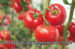 番茄种植方法,从选种到收获的实用指南