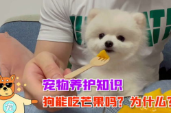 宠物知识,从新手到专家的养宠知识汇总