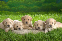 狂犬病的狗能活多久,狂犬病狗存活时间概述